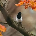 دانلود آهنگ مگه خبر نداری قلبم بی قراره “هوش مصنوعی” از هایده و محسن چاوشی